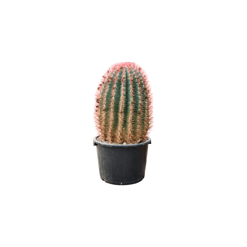 Ferocactus stainesii