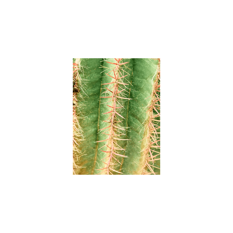 Ferocactus stainesii