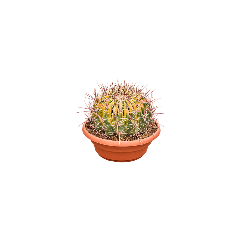Ferocactus Variegata