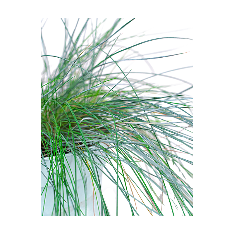 Festuca glauca 'Intense Blue'