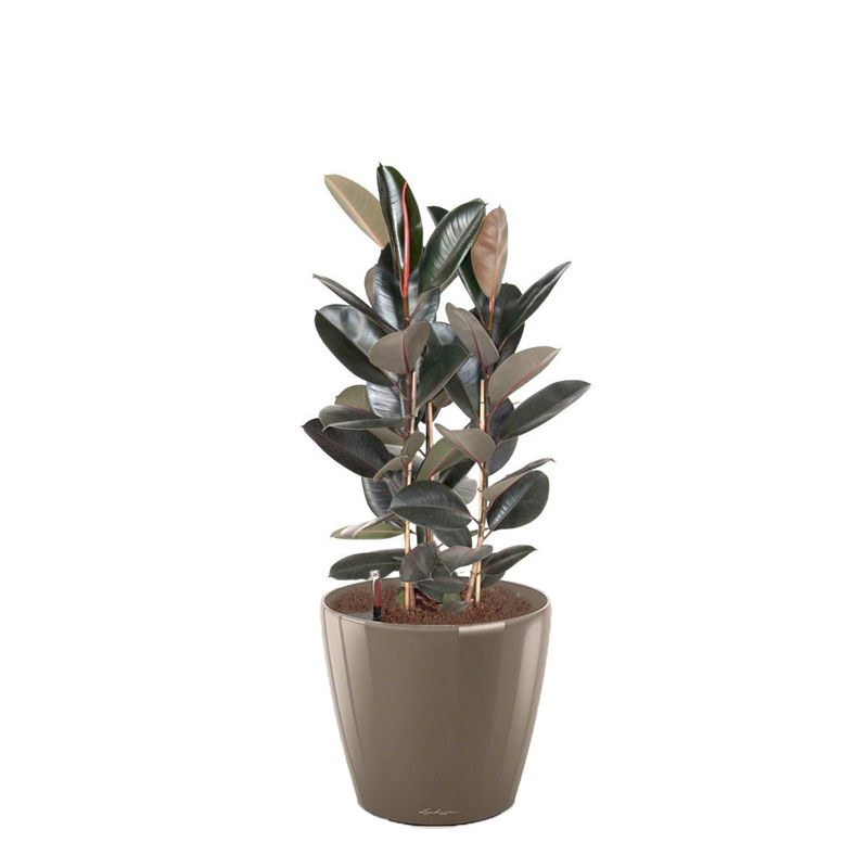 Ficus Abidjan in watergevende Classico taupe