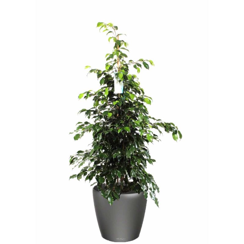 Ficus Benjamina in watergevende Classico antraciet