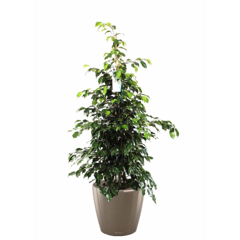 Ficus Benjamina in watergevende Classico taupe