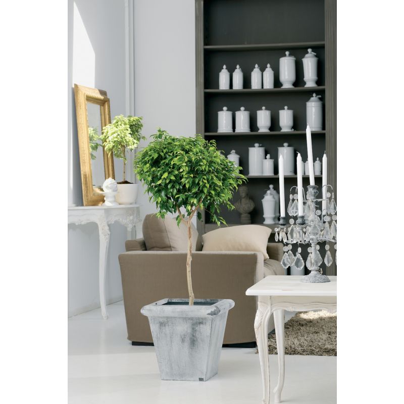 Ficus Nitida op stam