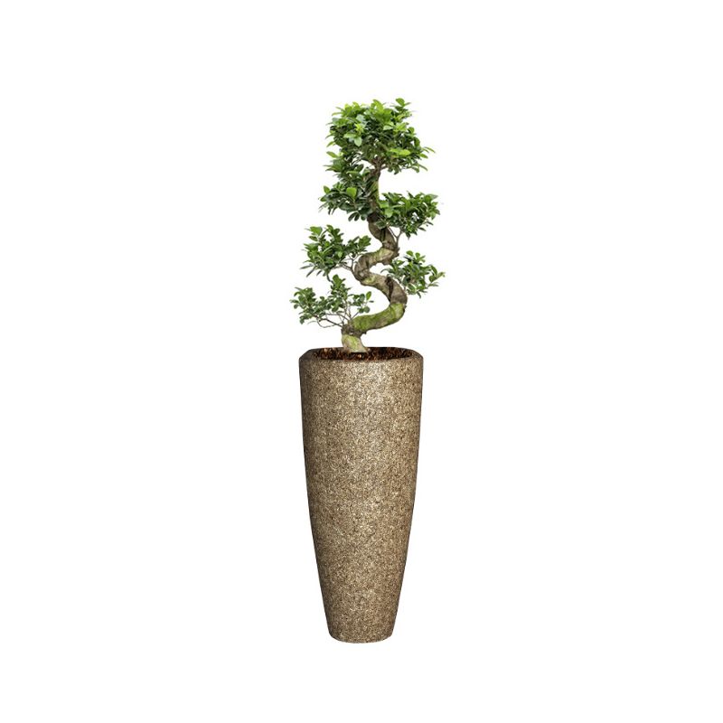 Ficus Bonsai in Naturescast Partner