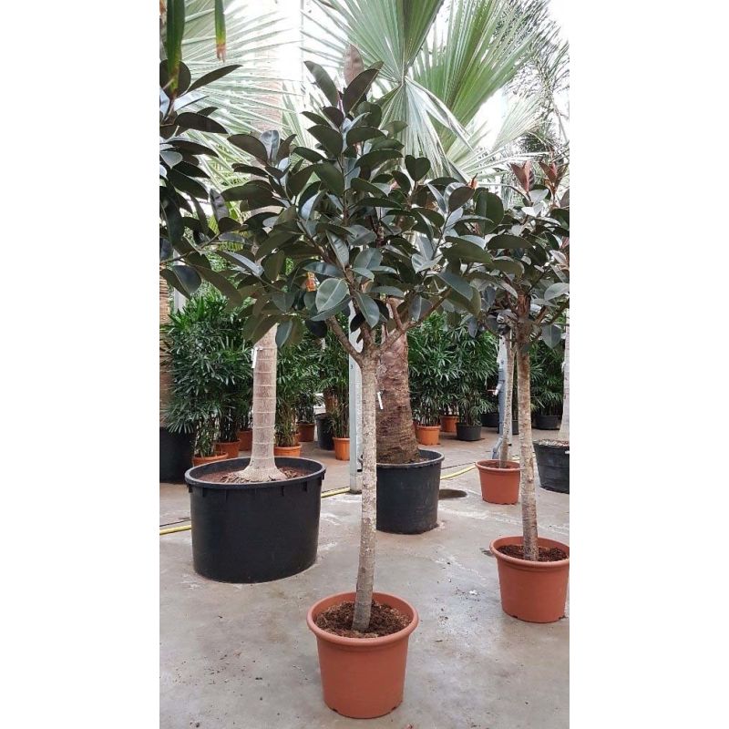 Ficus Elastica Burgundy op stam XXXL