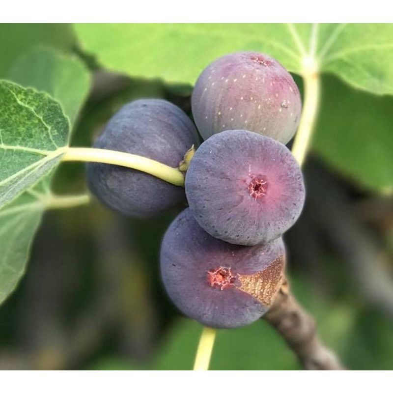 Ficus carica 