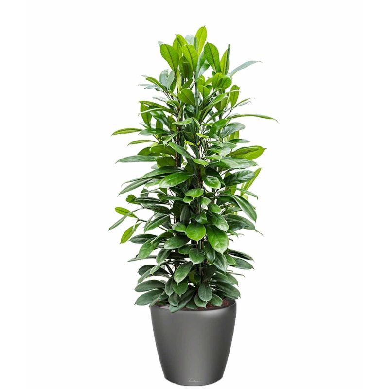 Ficus Cyathistipula in watergevende Classico antraciet