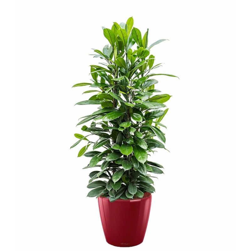 Ficus Cyathistipula in watergevende Classico rood