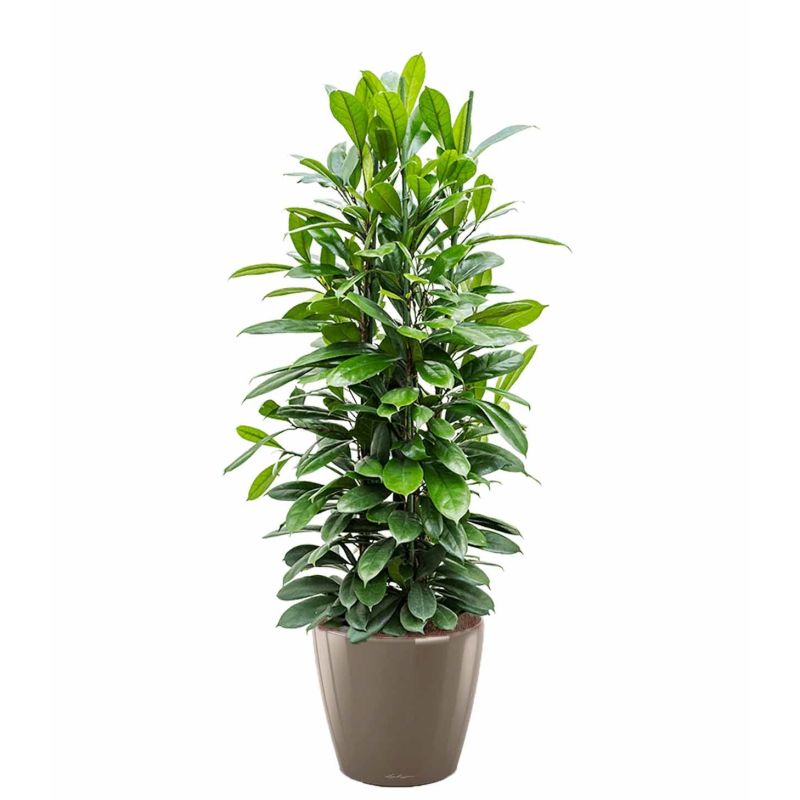 Ficus Cyathistipula in watergevende Classico taupe