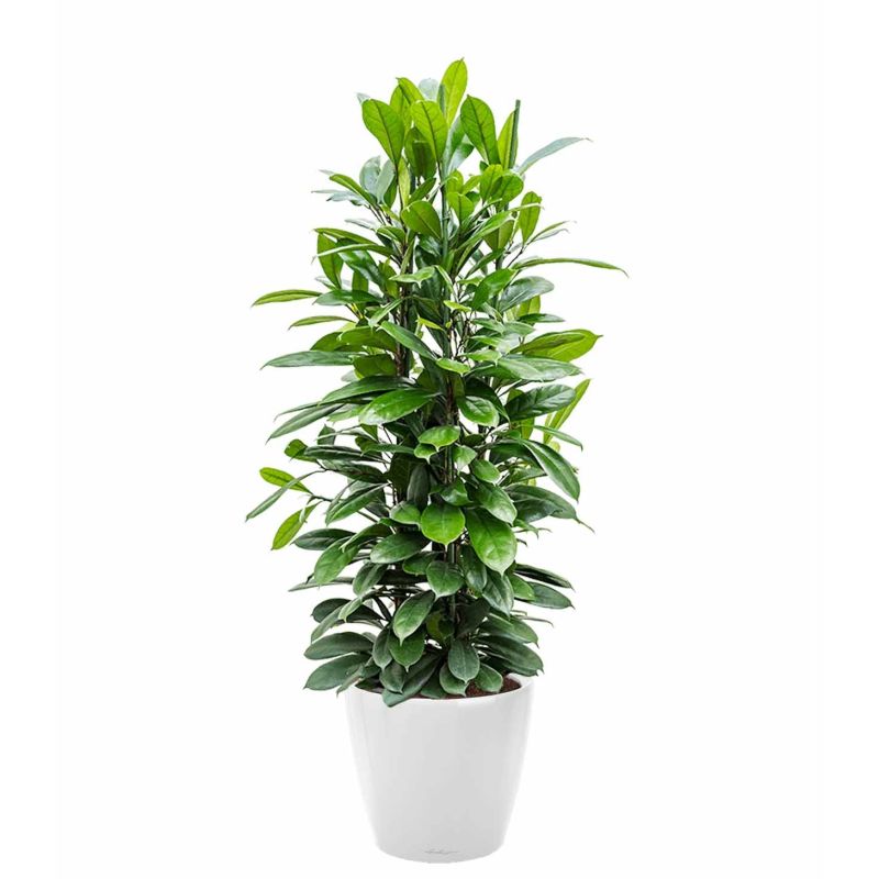 Ficus Cyathistipula in watergevende Classico wit