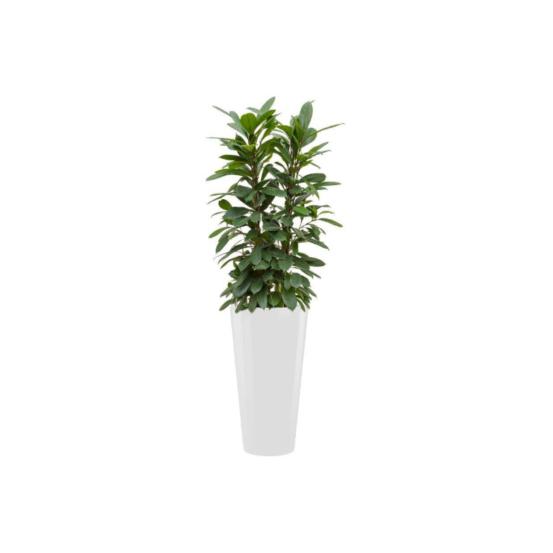 Ficus Cyathistipula hydrocultuur in Runner rond wit