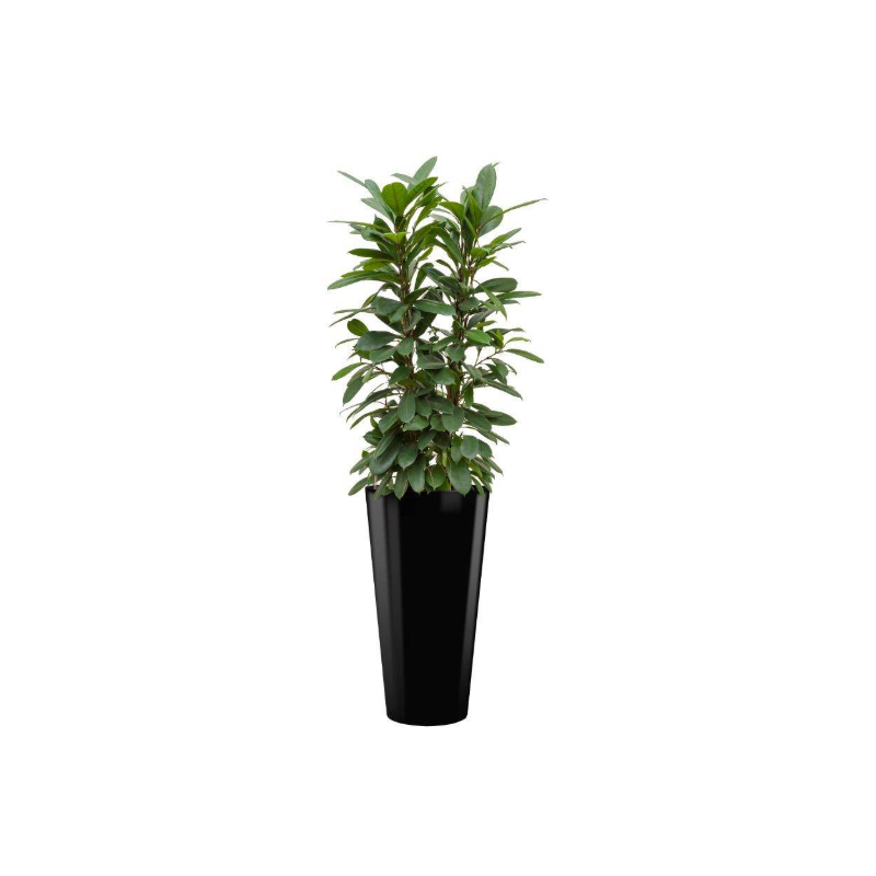 Ficus Cyathistipula hydrocultuur in Runner rond zwart
