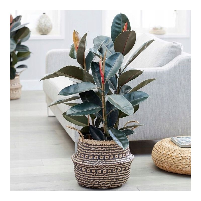 Ficus Abidjan op stam