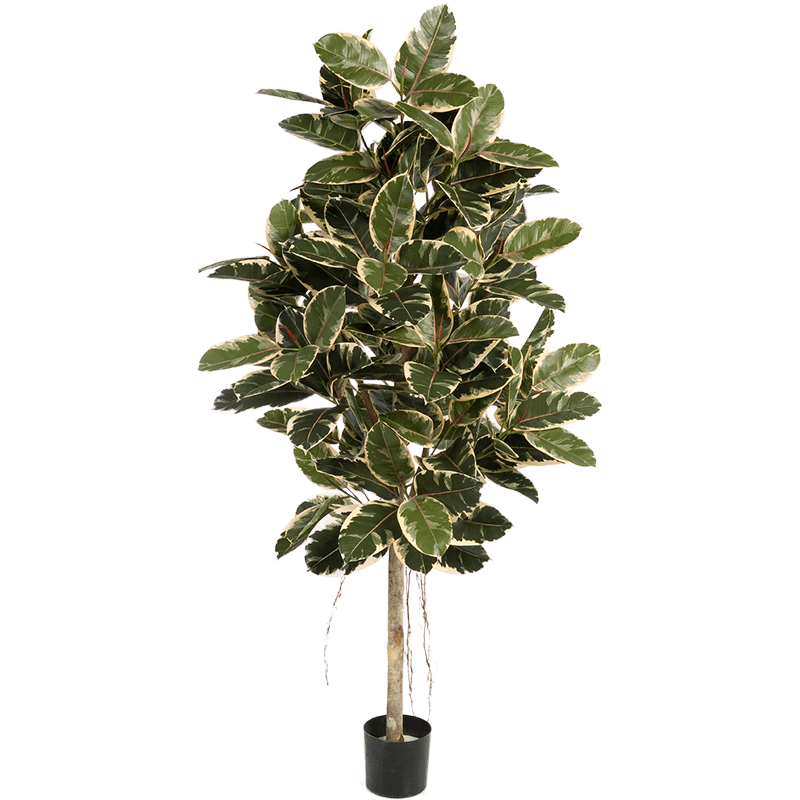 Ficus Elastica variegata - kunstplant