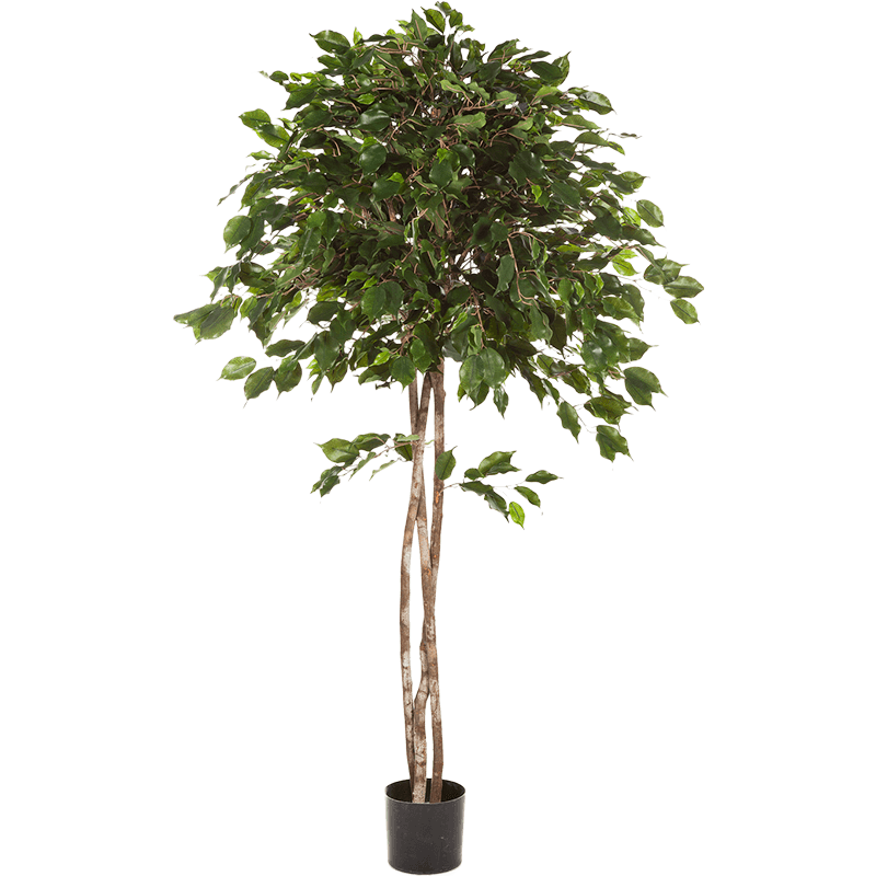 Ficus Exotica Umbrella - kunstplant