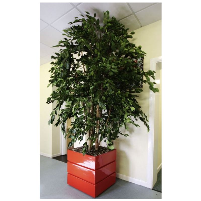 Ficus Exotica vertakt XL- kunstplant