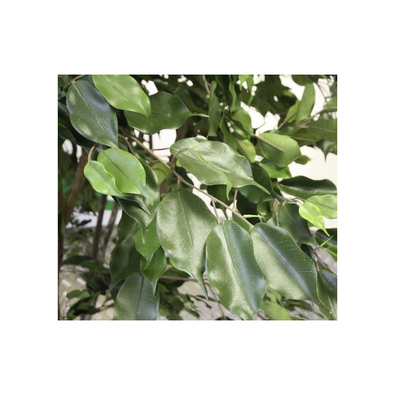 Ficus Liana XL - kunstplant