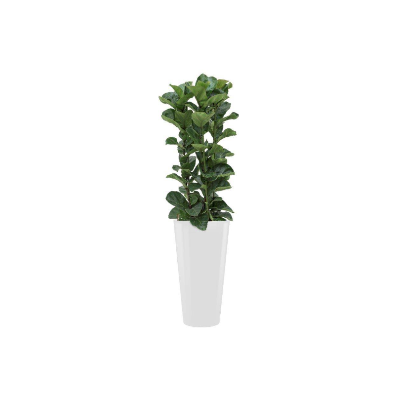 Ficus Bambino hydrocultuur in Runner Rond wit