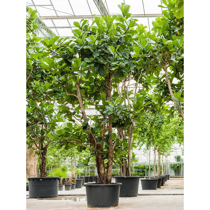 Ficus Lyrata vertakt