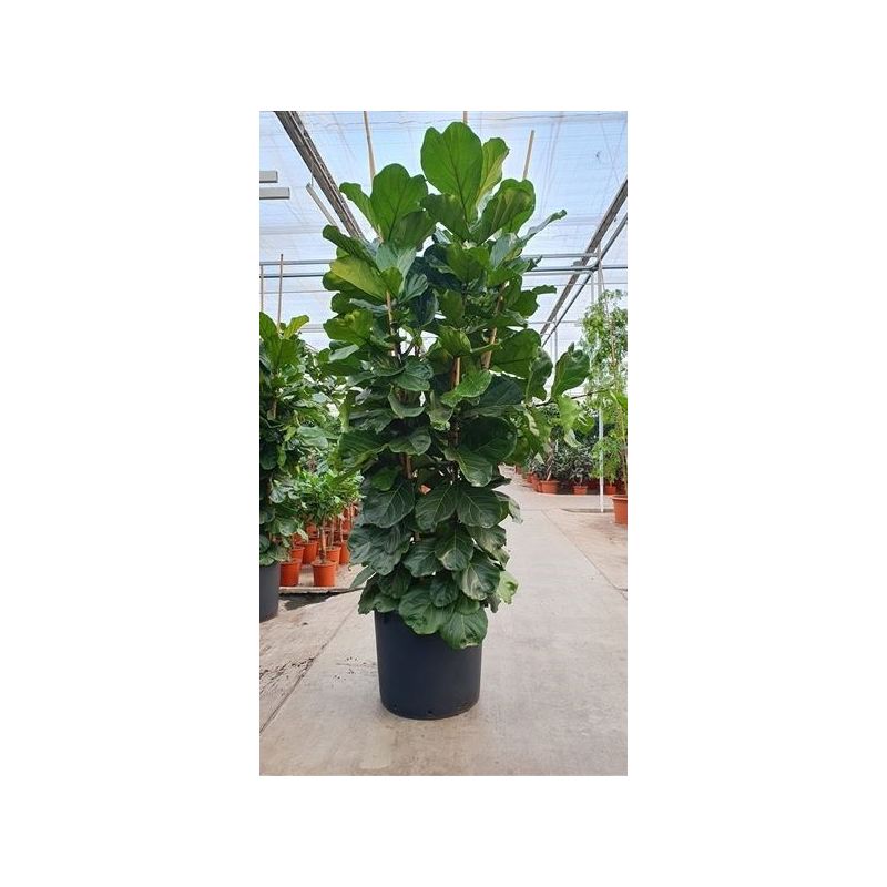 Ficus lyrata toef XXXXL