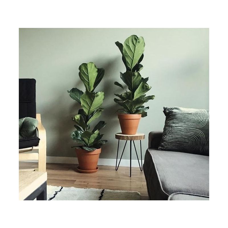 Ficus lyrata struik