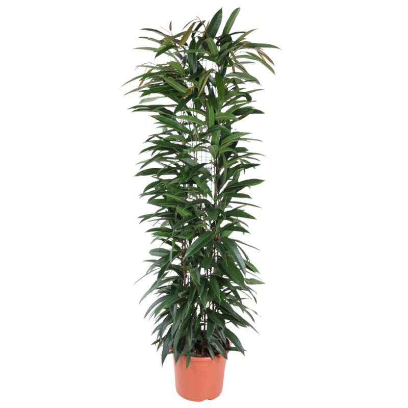 Ficus Alii draadzuil