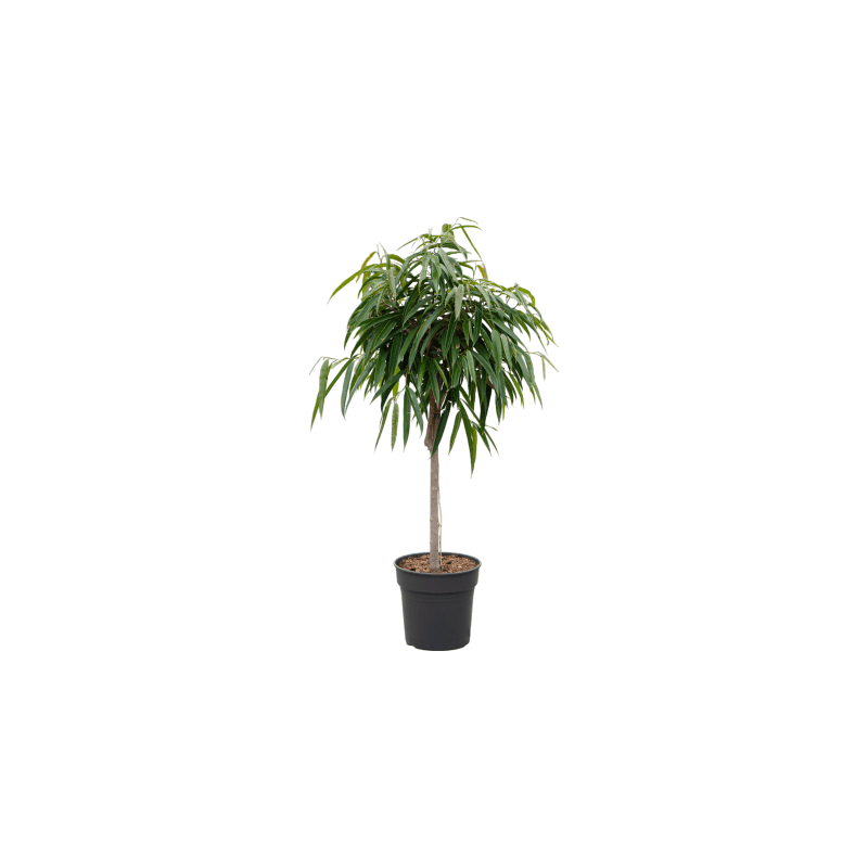 Ficus Alii op stam 