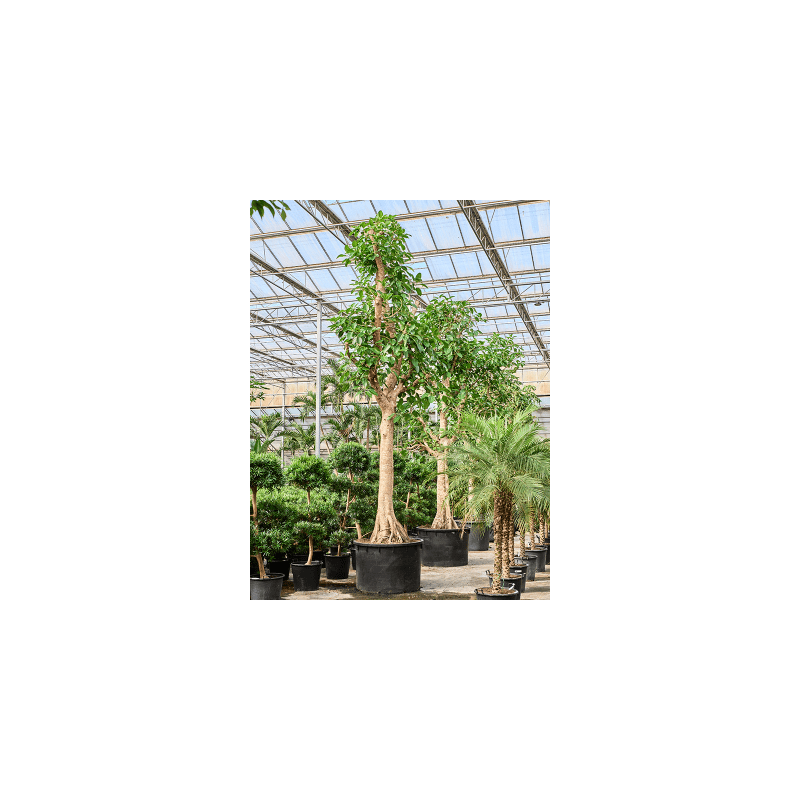 Ficus altissima op stam