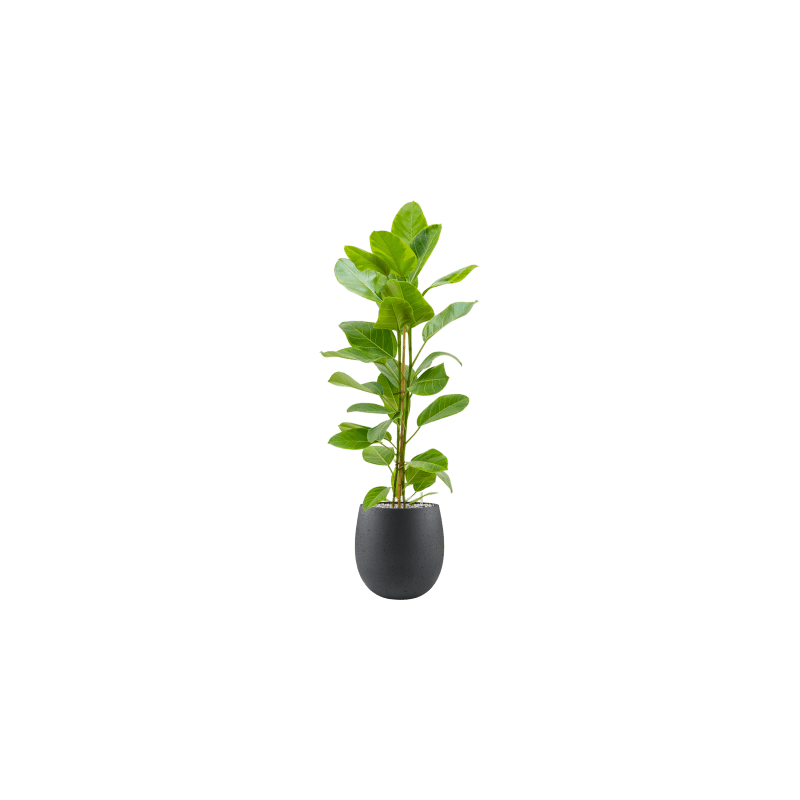 Ficus Yellow Gem
