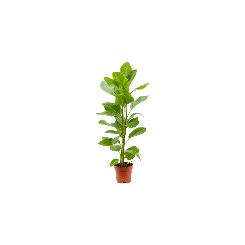 Ficus Yellow Gem