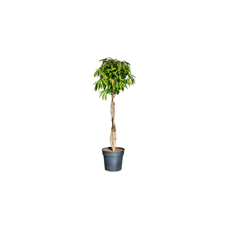 Ficus Amstel King gevlochten stam