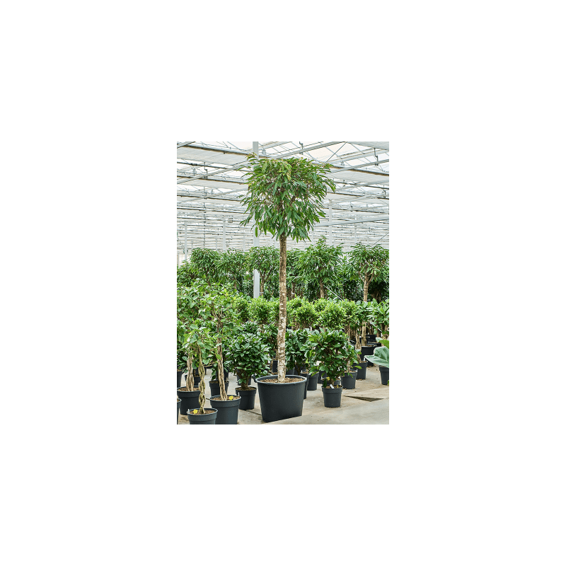Ficus Amstel King op stam 
