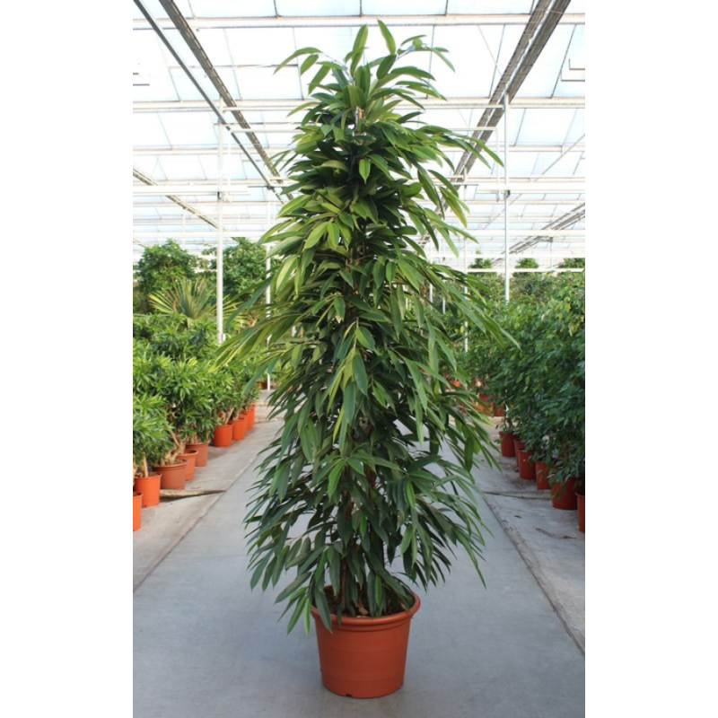 Ficus Amstel King