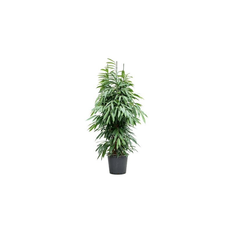 Ficus Amstel King