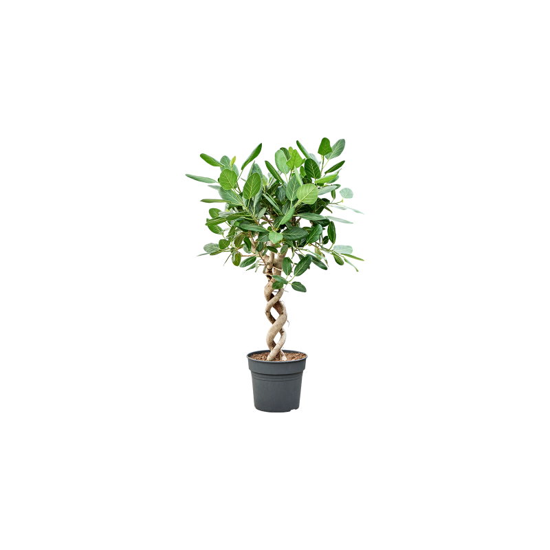 Ficus Audrey dubbel spiraal