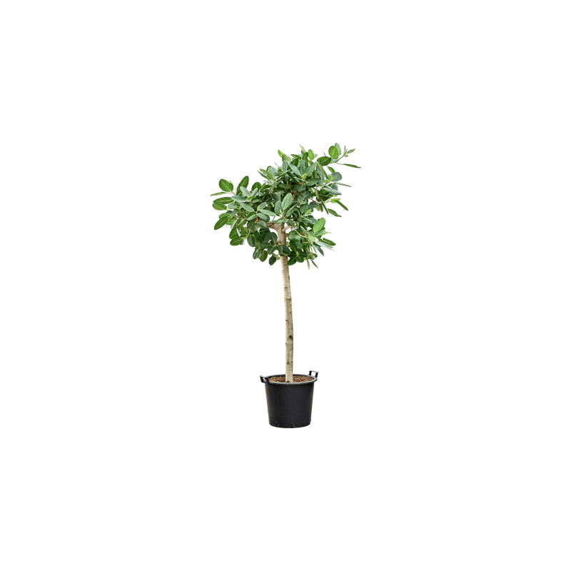 Ficus Audrey op stam