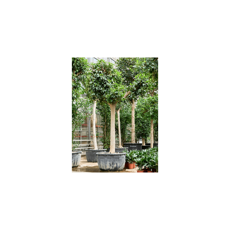Ficus Australis