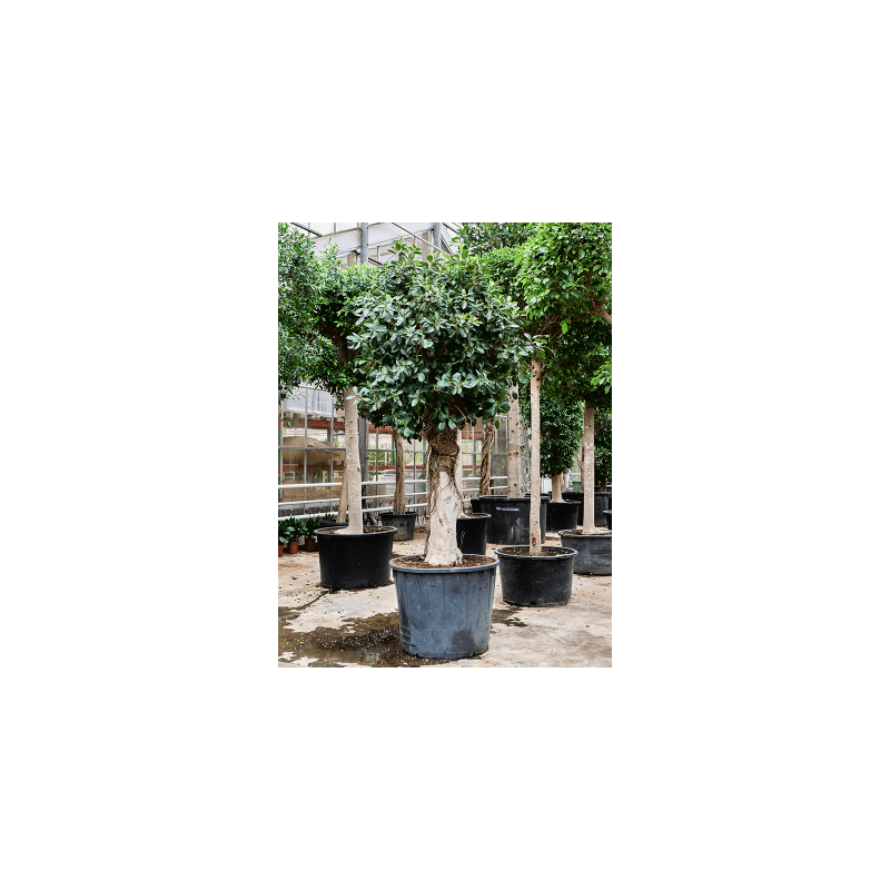 Ficus Australis