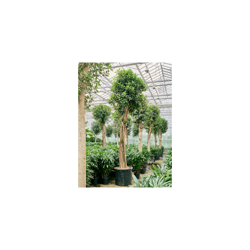 Ficus Australis