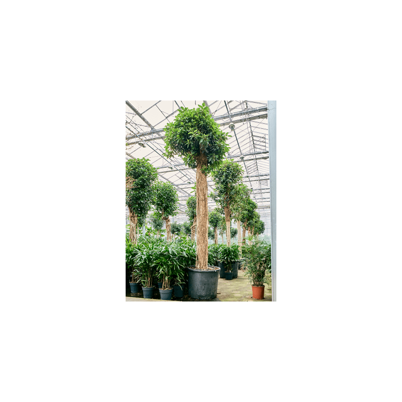 Ficus Australis