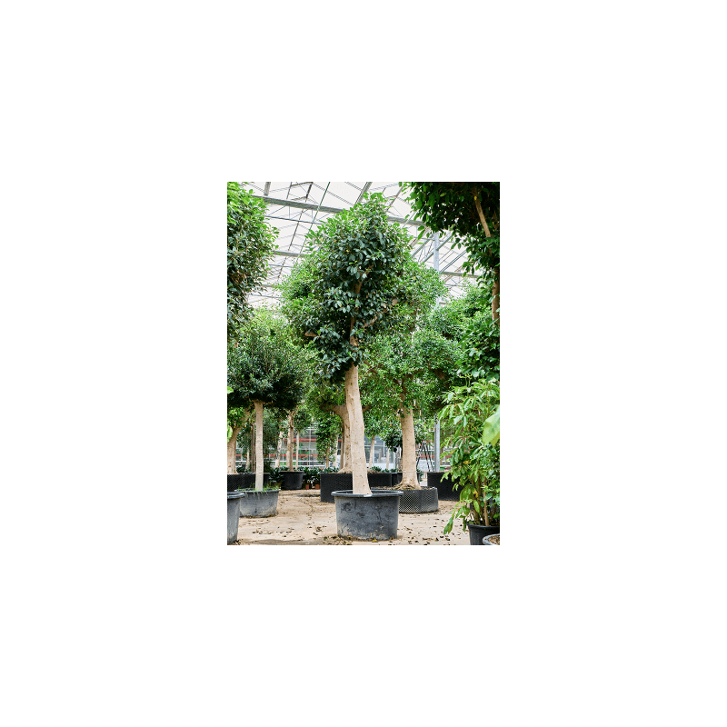 Ficus Australis