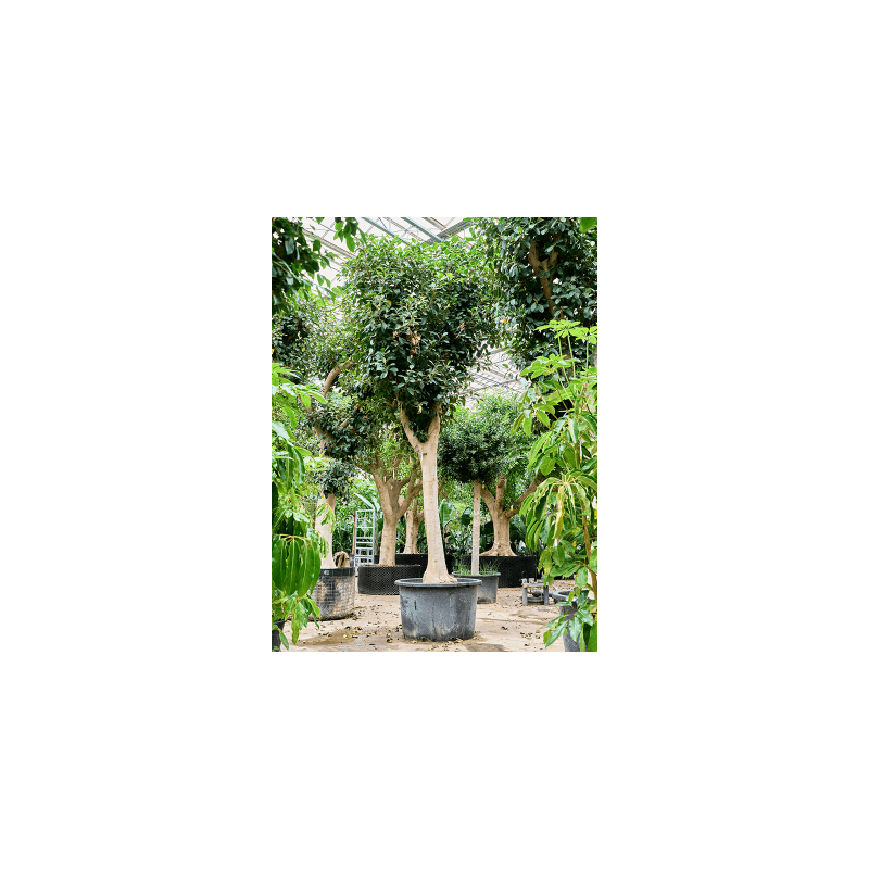 Ficus Australis