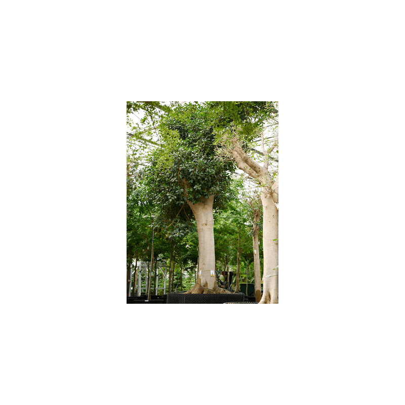 Ficus Australis
