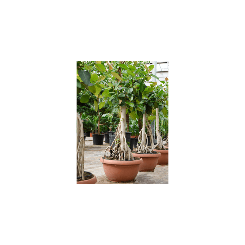 Ficus benghalensis op stam