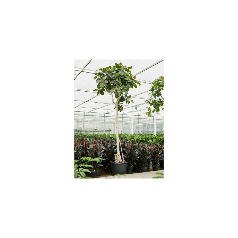 Ficus benghalensis op stam