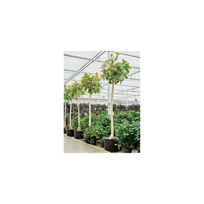 Ficus benghalensis op stam