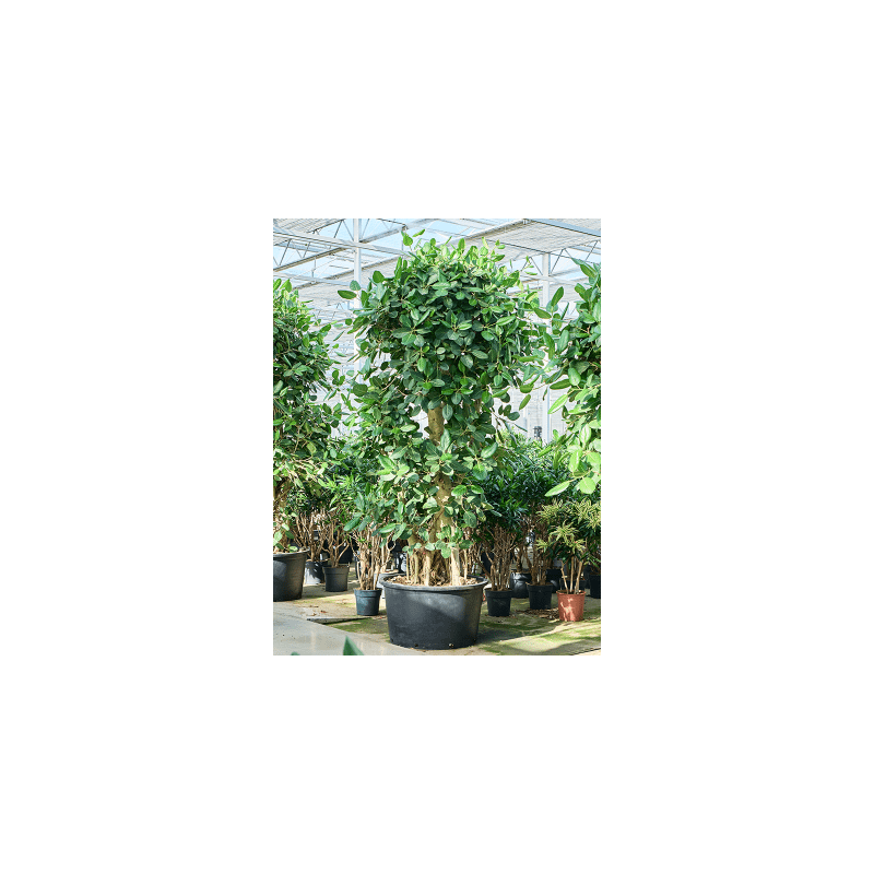 Ficus benghalensis vertakt