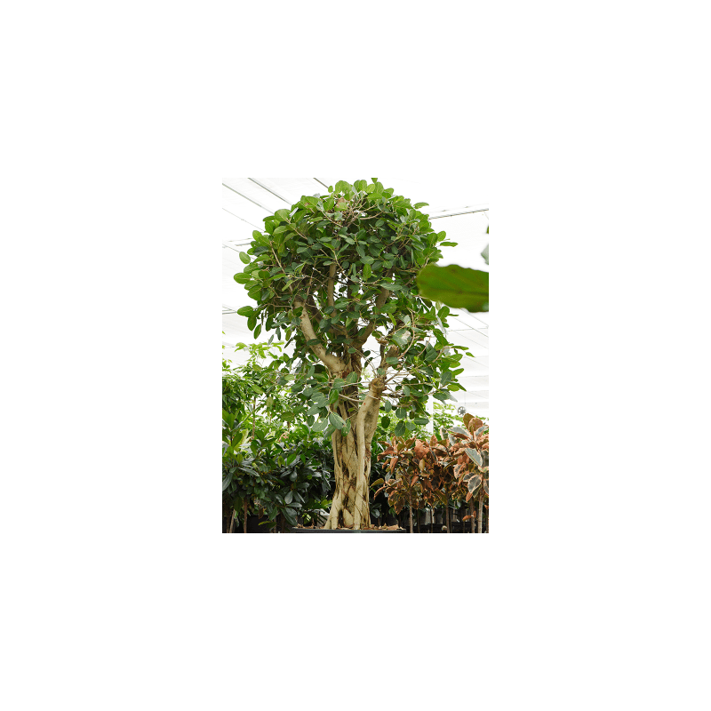 Ficus benghalensis vertakt