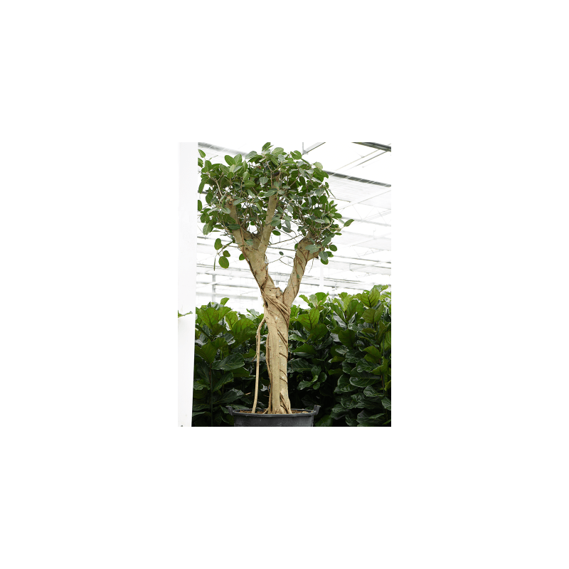 Ficus benghalensis vertakt
